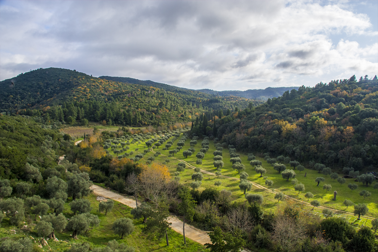 ZAČIN RASTE NA ULICI, A OKOLINA HILANDARA JE KAO ŠUMADIJA: Kako izgleda priroda Svete gore, jedna stvar posebno fascinira