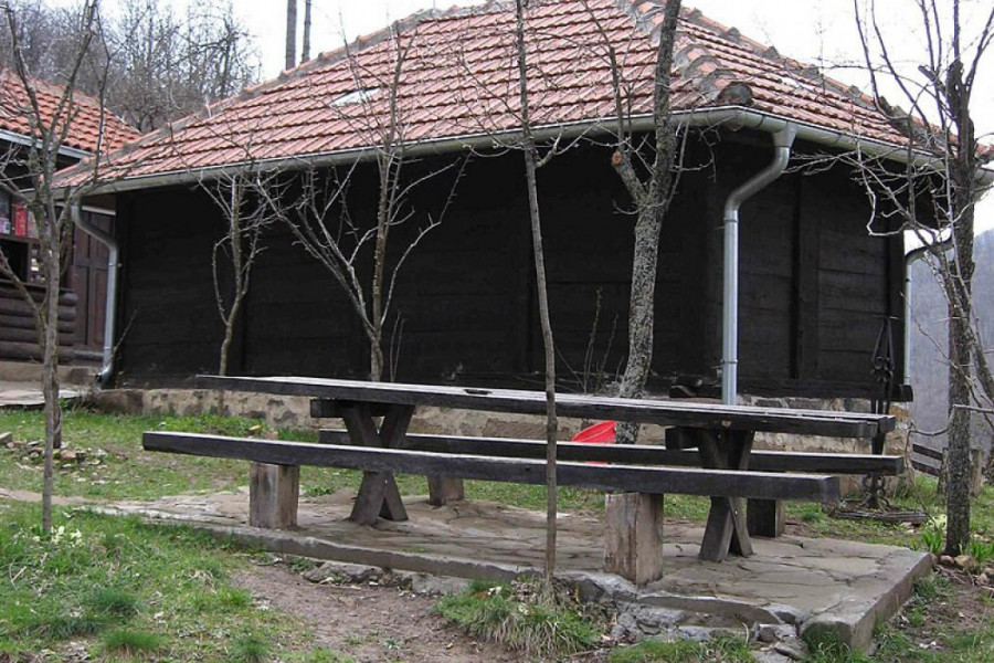 OVAKVO DRVEĆE RASTE SAMO U PORTI OVE CRKVE: Legenda o neobičnim biljkama privlači vernike sa svim strana sveta u ovu svetinju