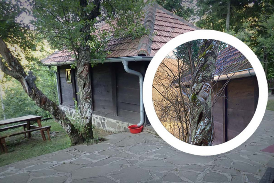 BOŽJE ČUDO U PORTI CRKVE CARA LAZARA: Za šljive koje same “plešu” nauka nema objašnjenje, ali vernici imaju (FOTO)